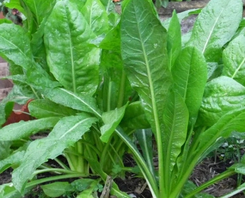 Chicory Leaves - Kasini keerai