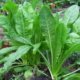 Chicory Leaves - Kasini keerai