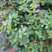 Common Purslane - Paruppu Keerai
