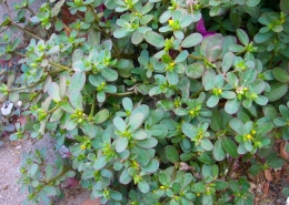 Common Purslane - Paruppu Keerai