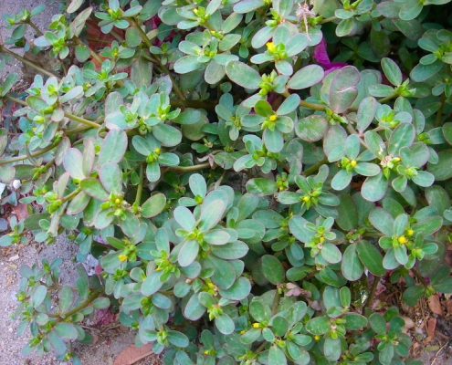 Common Purslane - Paruppu Keerai