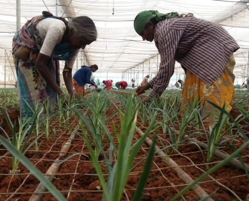 Employment for Women in Community Farms