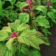 Foxtail Amaranth - Mullai Keerai, Thanda Keerai