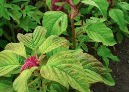 Foxtail Amaranth - Mullai Keerai, Thanda Keerai