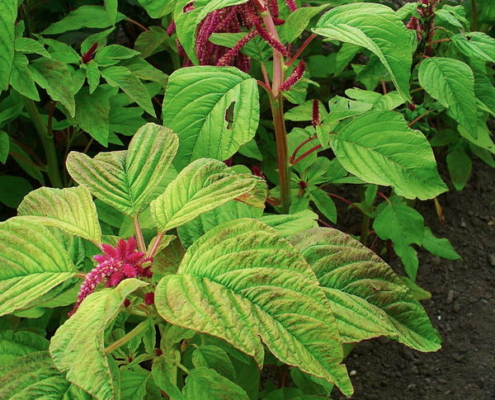 Foxtail Amaranth - Mullai Keerai, Thanda Keerai