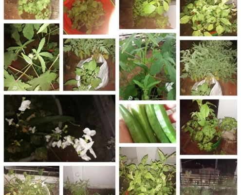 Hemavathi G_Patchaimadi Challenge Winner Hemavathi G_Patchaimadi Challenge Winner