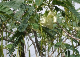 Hummingbird Tree - Agathi Keerai