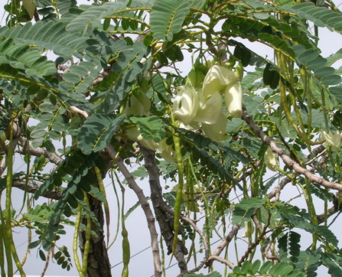 Hummingbird Tree - Agathi Keerai