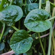 Malabar Spinach - Pasalai Keerai