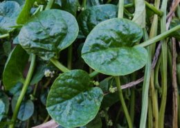 Malabar Spinach - Pasalai Keerai