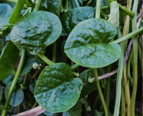 Malabar Spinach - Pasalai Keerai