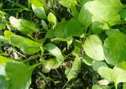 Palak Spinach