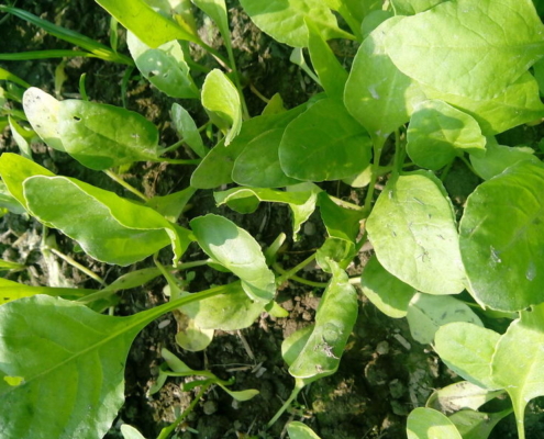 Palak Spinach