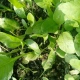 Palak Spinach Palak Spinach