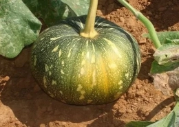 Pumpkin