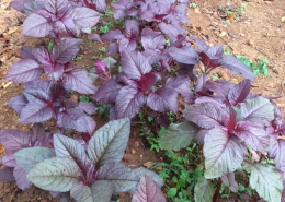 Red Spinach - Arai Keerai
