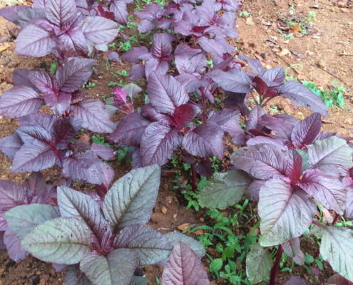 Red Spinach - Arai Keerai