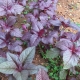 Red Spinach - Arai Keerai Red Spinach - Arai Keerai