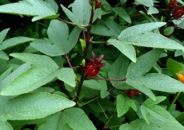 Roselle - Gongura