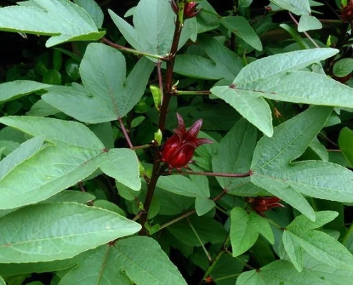 Roselle - Gongura