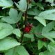 Roselle - Gongura