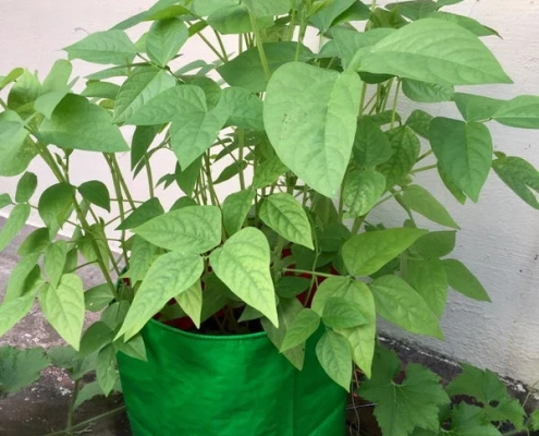 Seetha Gopalakrishnan_Patchaimadi Challenge Winner (1) Seetha Gopalakrishnan_Patchaimadi Challenge Winner