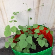 Seetha Gopalakrishnan_Patchaimadi Challenge Winner (2) Seetha Gopalakrishnan_Patchaimadi Challenge Winner