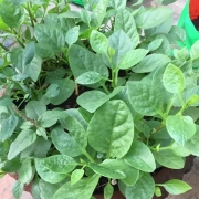 Seetha Gopalakrishnan_Patchaimadi Challenge Winner (3) Seetha Gopalakrishnan_Patchaimadi Challenge Winner