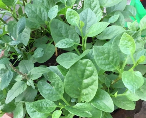 Seetha Gopalakrishnan_Patchaimadi Challenge Winner (3) Seetha Gopalakrishnan_Patchaimadi Challenge Winner