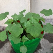 Seetha Gopalakrishnan_Patchaimadi Challenge Winner (4) Seetha Gopalakrishnan_Patchaimadi Challenge Winner