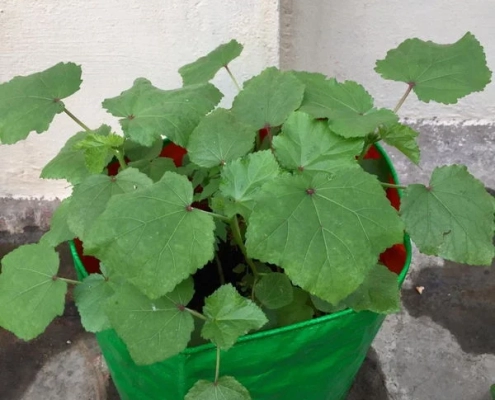 Seetha Gopalakrishnan_Patchaimadi Challenge Winner (4) Seetha Gopalakrishnan_Patchaimadi Challenge Winner