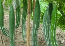 Snake Gourd