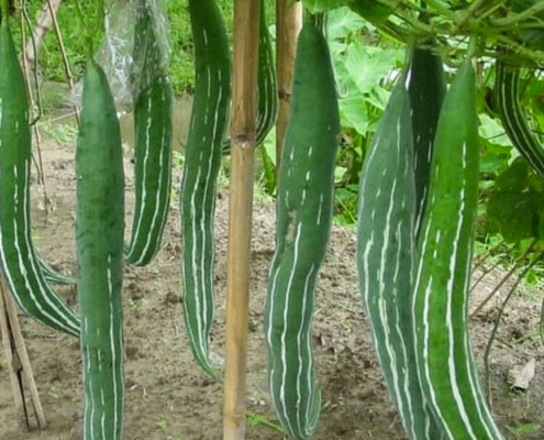 Snake Gourd