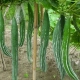 Snake Gourd