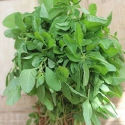 Tropical Amaranth - Siru Keerai