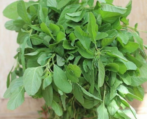 Tropical Amaranth - Siru Keerai