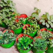 DIY Edible Urban Garden Kit: Vegetable Kits in Chennai DIY Edible Urban Garden Kit: Vegetable Kits in Chennai