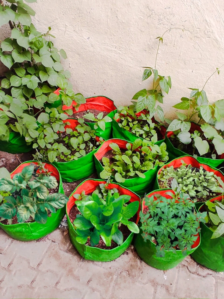 DIY Edible Urban Garden Kit: Vegetable Kits in Chennai