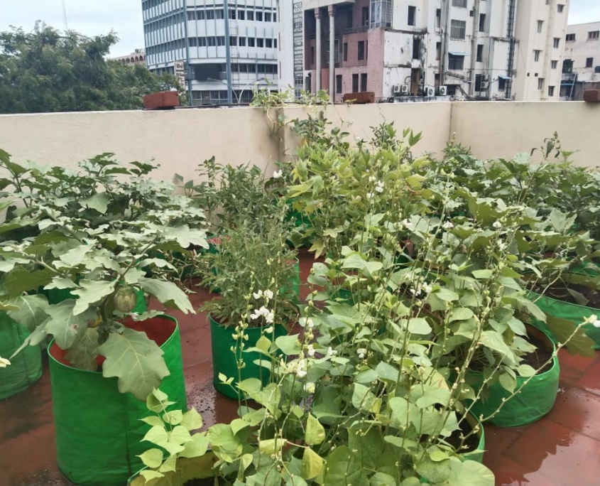 DIY Urban Garden Kits Flourishing