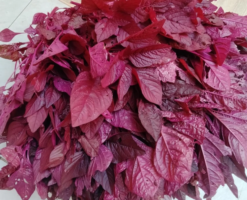 Red Spinach Harvested in 3 Weeks