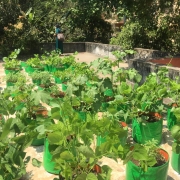 Rooftop Setup of the DIY Urban Garden Kits
