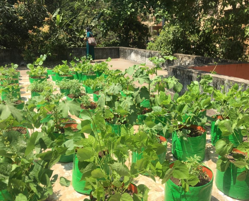 Rooftop Setup of the DIY Urban Garden Kits