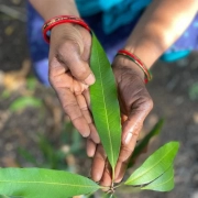 Madras Mali Expert Gardener For Hire_Chennai