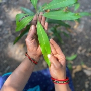 Madras Mali Expert Gardener For Hire_Chennai (2)